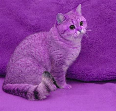 purrple cat|cute purple cats.